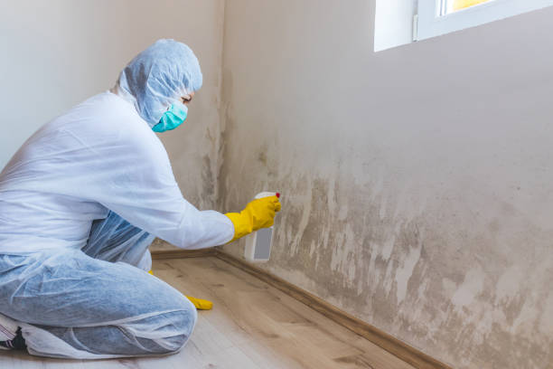 Mold Remediation specialist working in Arlington Heights